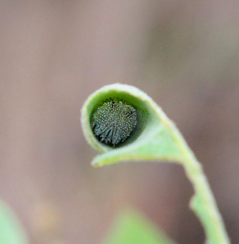 Goatweed Leafwing 
caterpillar in leaf roll